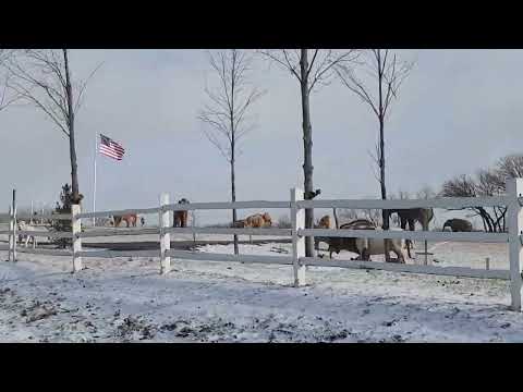 Jurassic Gardens Volo Illinois Dec 2025