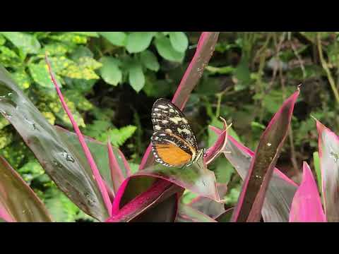 Key West butterfly garden Jan 2024