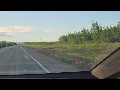 Tok Alaska Wildflowers along hwy June 16 2026