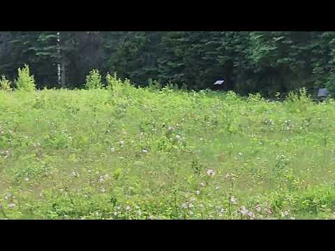 Meadow behind Mt Robson visitor center July 2026
