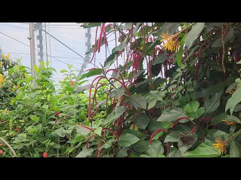 Butterflies Winnipeg Canada