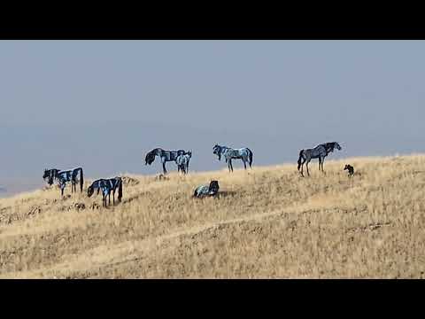 Bleu horses sculptures by Jim Dolan Montana