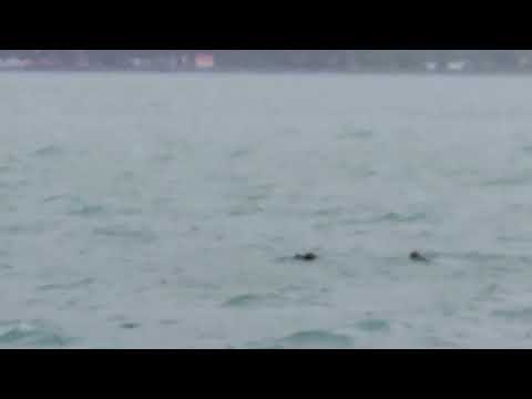 Otters Seward June 14 2026