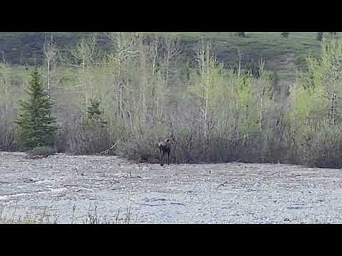 Mamma and baby Moose Daneli National Park June 12 2026