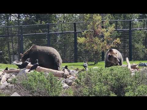 Grizzlies Grizzly and wolf sanctuary at West Yellowstone