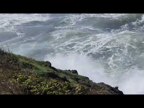 Seals in the waves Newport Oregon Sept 27 2024