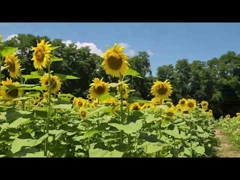 Jubilee State Park Illinois July 15 2026