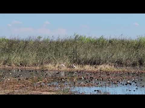 Cranes in Everglades NP Feb 26 2025