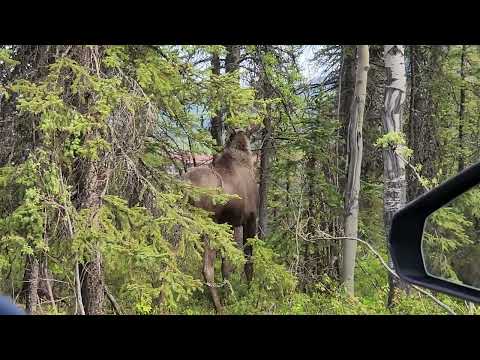 Second Moose at Denali National Park June 12 2026