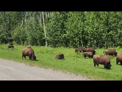 Buffalo Liard River Canada June 8 2026