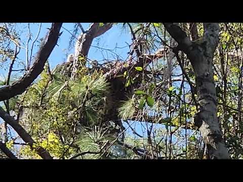 Eagles nest Wintergarden Florida 2025