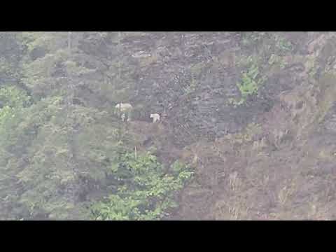 More mountain sheep Seward 2026