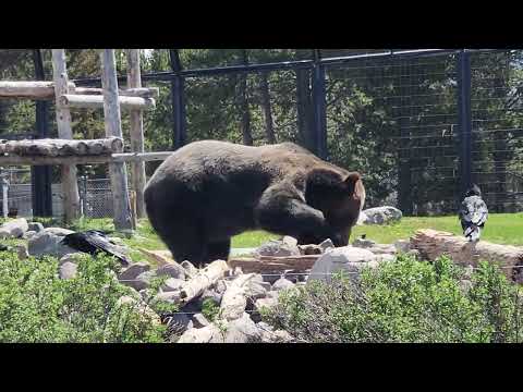 Grizzlies West Yellowstone Montana June 2026
