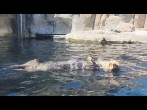 Otter at aquarium Monterey California