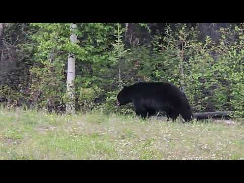 Bear Yukon Canada june 8 2026
