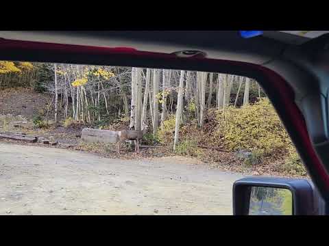 Deer on trail