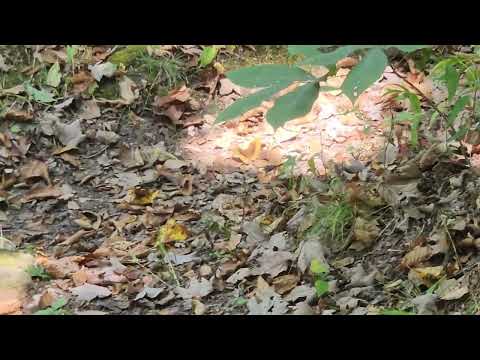 Butterfly in Shawnee National forest Sept 2026