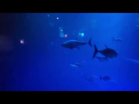Aquarium Monterey California