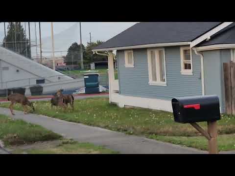 Deer in town Port Angeles Washington Sept 28 3024