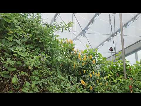 Butterflies Winnipeg