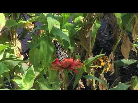 Butterfly St Louis Missouri Sept 12 2026