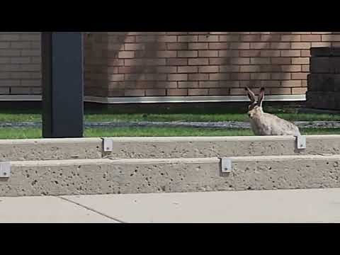 Incredibly large rabbit June 6 Lloydminster Canada