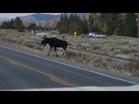 Moose at Teton National Park
