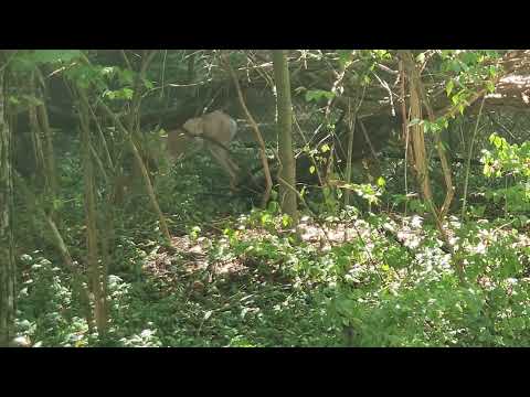 Deer at Cheekwood Estates August 2024