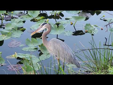 Everglades