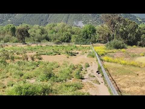 Ostriches on California May 10 2024