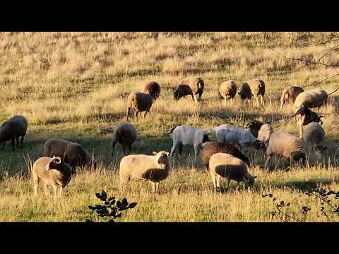 Sheep on farm in Montana