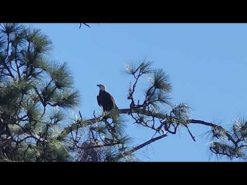 Eagle at Winter Garden Florida
