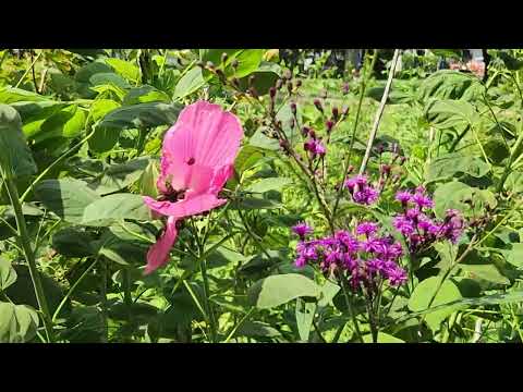 Wildflowers