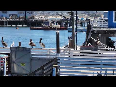 May 9 2024 Monterey pier