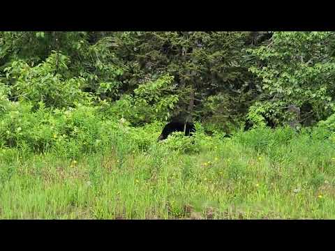 Startled bear June 2026