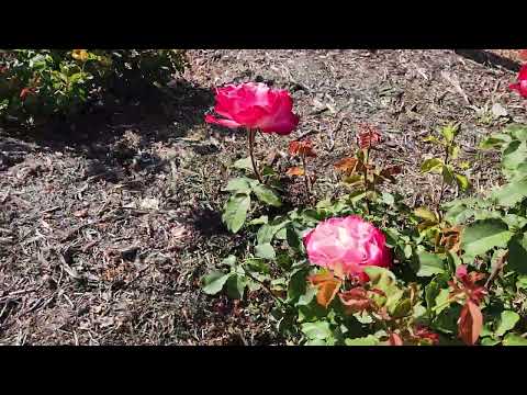 Rose garden at mission in Solvang California May 10 2024
