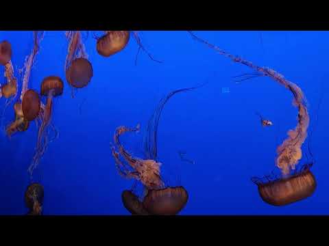 So relaxing to watch Monterey California