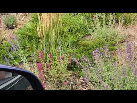 Hummingbird Stanley Hotel