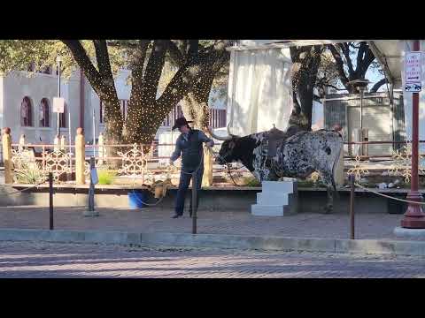 Lasso work Fort Worth Texas Jan 8 2025