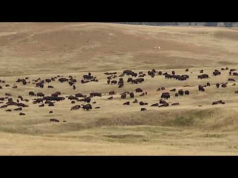 Buffalo at Custer National Park