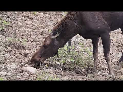 Moose on Maligne Lake Road Jasper Canada June 2026