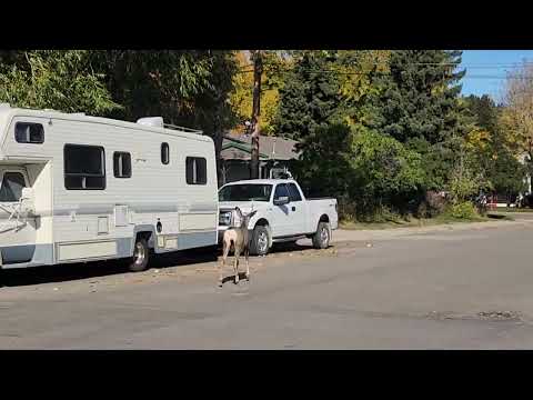 Deer in street Pitcher Creek BC Canada October 2024