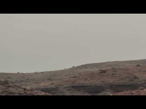 Moab Sheep and her baby