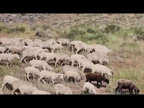 Herding sheep