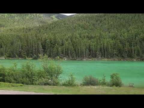 Sheep and Lake on Yellowhead hwy