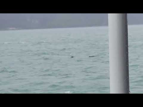 Otters riding the waves in Resurrection Bay June 2026