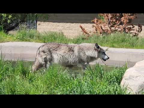wolves Alaska August 2019