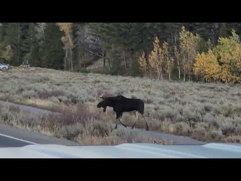 Moose ironically in Moose Wyoming October 4 2024
