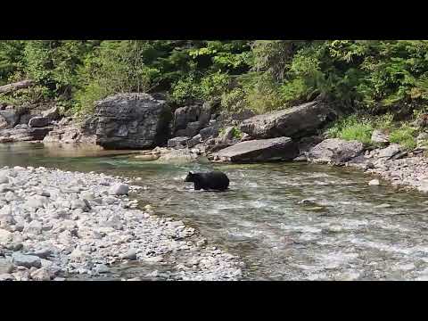 Bear Yellowstone
