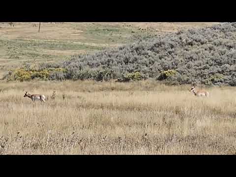 Antelope Meeker Colorado October 5 2024